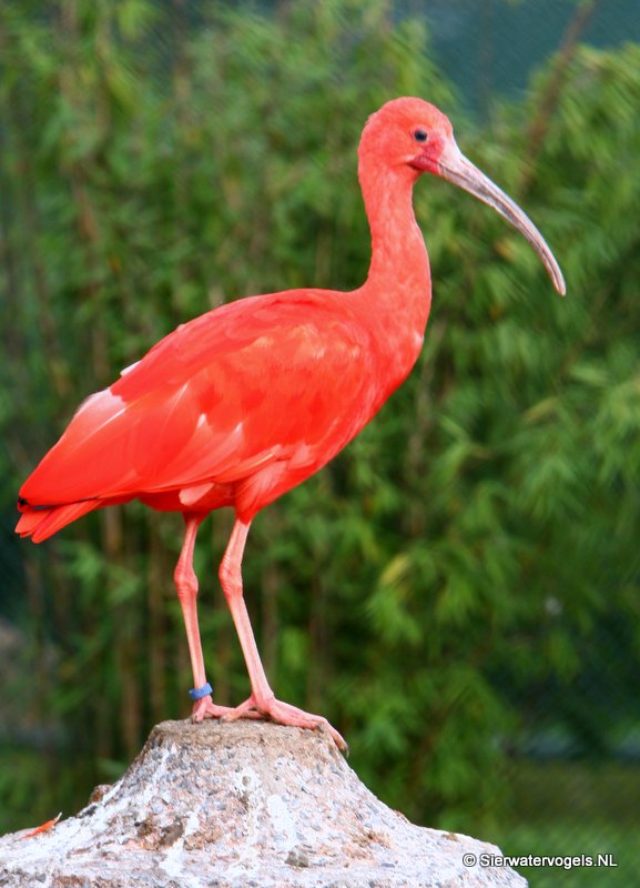 Vogelgids Rode Ibis Eudocimus Ruber Sierwatervogels NL Vogelgids Rode Ibis Eudocimus Ruber Sierwatervogels NL